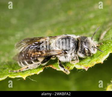 Mason bee (Osmia adunca, Hoplitis adunca), sitting on a leaf, Germany Stock Photo