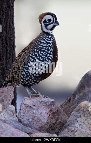 Fool Quail Montezuma's quail, Mearns's quails, harlequin quails, fool quails ...