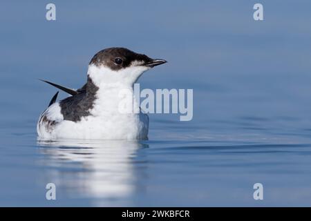 marbled murrelet (Brachyramphus marmoratus), in winter plumage, USA Stock Photo