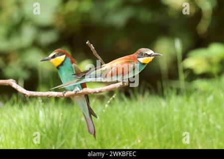 European bee-eater (Merops apiaster), two adult birds perching together on a branch, side view, Netherlands, Drenthe Stock Photo