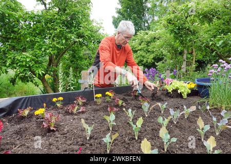 Hobby gardener puts lettuce plants in a raised bed, Germany Stock Photo