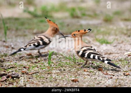 hoopoe (Upupa epops), two hoopoes on the ground looking for food, Netherlands, Drenthe Stock Photo