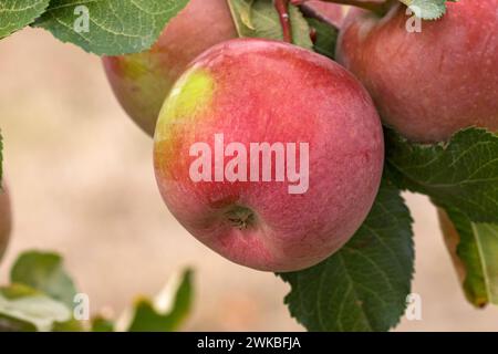 apple (Malus domestica 'Fuji', Malus domestica Fuji), cultivar Fuji Stock Photo