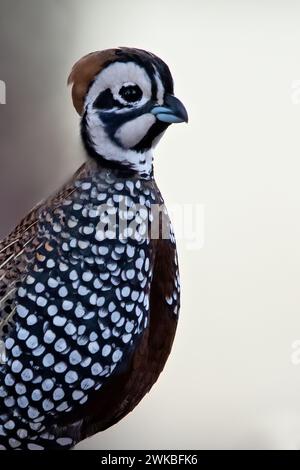 Montezuma's quail, Mearns's quails, harlequin quails, fool quails (Cyrtonyx montezumae), adult male in summer plumage, USA Stock Photo