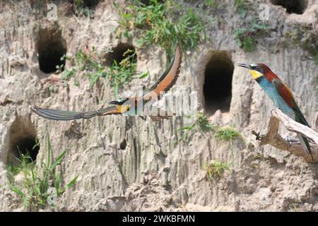 European bee-eater (Merops apiaster), two bee-eaters in front of a steep face with nesting holes, Netherlands, Drenthe Stock Photo
