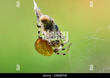 fourspotted orbweaver (Araneus quadratus), female with caught bumble bee in the net, Germany, Mecklenburg-Western Pomerania Stock Photo