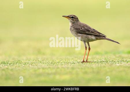 Long-legged pitpit, Long-clawed pipit (Anthus pallidiventris), standing on a lawn, Equatorial Guinea Stock Photo