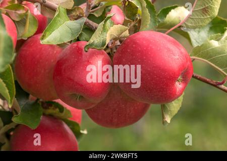 apple (Malus domestica 'Majesty', Malus domestica Majesty), cultivar Majesty Stock Photo