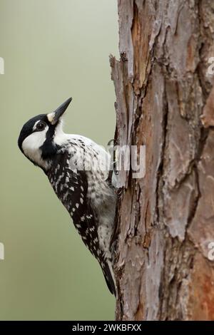 red-chockaded woodpecker (Picoides borealis, Leuconotopicus borealis), perched at a tree, USA Stock Photo