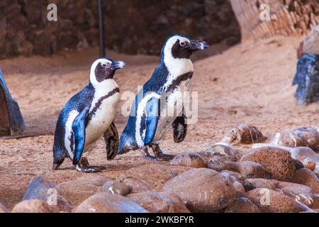 African Penguin (Spheniscus demersus), also known as the African Black-footed Penguin is a species of endangered penguin. Stock Photo