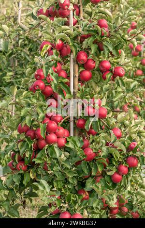 apple (Malus domestica 'Majesty', Malus domestica Majesty), cultivar Majesty Stock Photo
