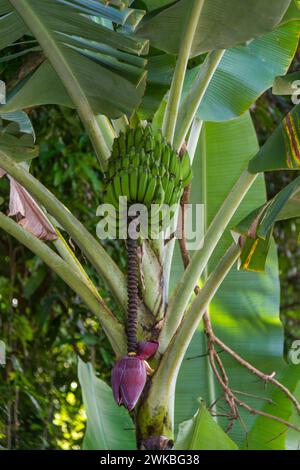 Banana plant, Musa acuminata, at roadside stand along the Road to Hana on the island of Maui in Hawaii. Stock Photo