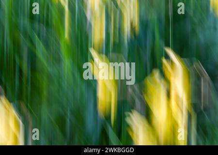 Yellow trails the image are created with ICM (Intentional Camera Movement) from forsythia flowers Stock Photo
