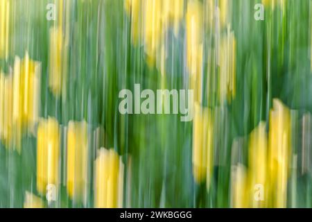 Yellow trails the image are created with ICM (Intentional Camera Movement) from forsythia flowers Stock Photo