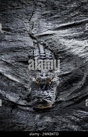 A monochrome close-up image of an alligator (Alligatoridae) in the Everglades, with a bit of colour splash, dark water Stock Photo