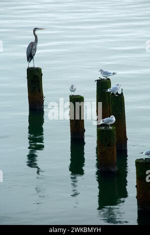 Great Blue heron on piling, Astoria Riverwalk, Astoria, Oregon Stock Photo