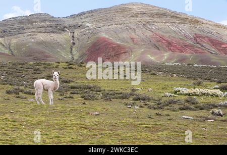 Alpaca (Vicugna pacos) standing in a meadow in the Andean highlands, behind the Cordillera de Colores or Rainbow Mountains in Palccoyo, Checacupe Stock Photo