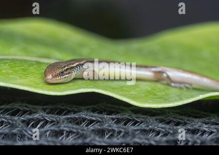 close shot of Subdoluseps bowringii lizard. Stock Photo