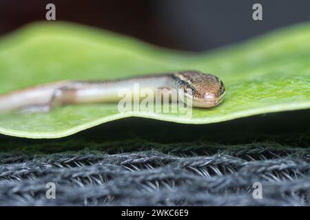 close shot of Subdoluseps bowringii lizard. Stock Photo