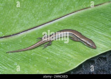 close shot of Subdoluseps bowringii lizard. Stock Photo