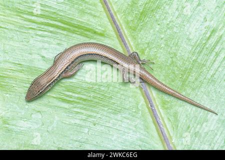 close shot of Subdoluseps bowringii lizard. Stock Photo