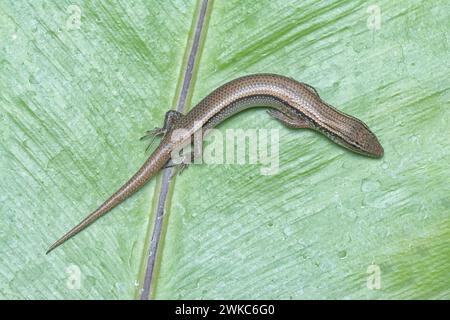 close shot of Subdoluseps bowringii lizard. Stock Photo