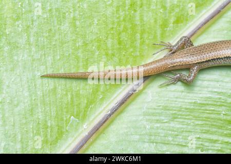 close shot of Subdoluseps bowringii lizard. Stock Photo