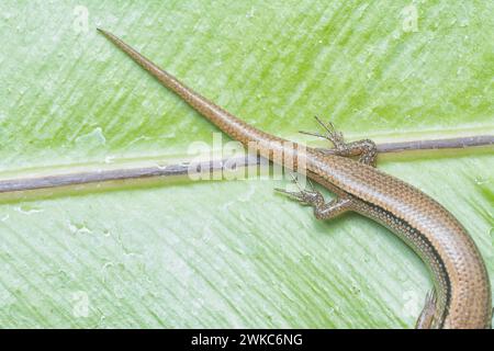 close shot of Subdoluseps bowringii lizard. Stock Photo