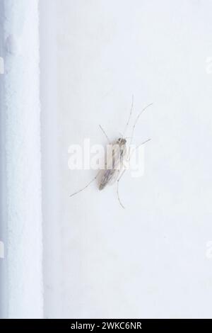 close shot of the tiny chironomus midge. Stock Photo