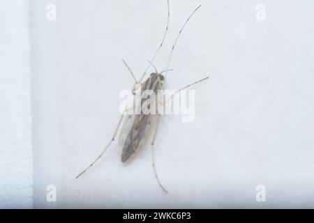 close shot of the tiny chironomus midge. Stock Photo