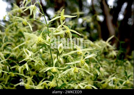 Clematis in Europe is a climber with spectacular flowers - our native Clematis (Clematis Aristata) is more modest, with masses of white flowers. Stock Photo