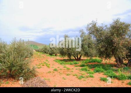 Olive grove. Campo de Calatrava, Ciudad Real province, Castilla La Mancha, Spain. Stock Photo