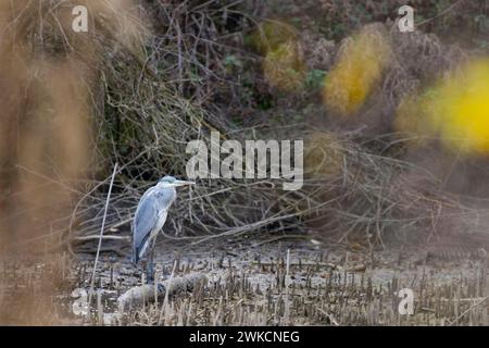 Gray heron (Ardea cinerea) near National park Podyji, Southern Moravia, Czech Republic Stock Photo