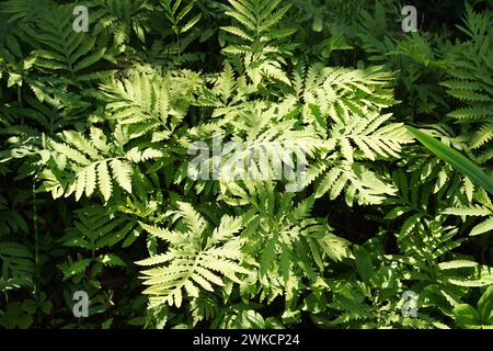 Closeup of sensitive ferns, bead fern, Onoclea sensibilis. Ferns of the family Onocleaceae. Dutch garden, June Stock Photo