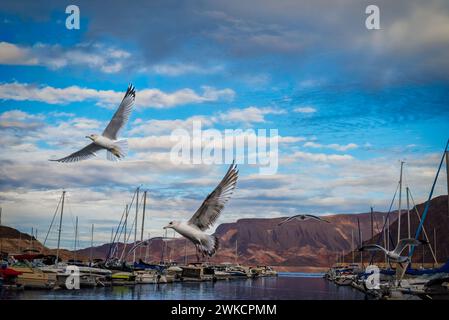 Two seagulls soar above Lake Mead Marina in Nevada. Stock Photo