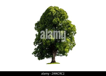 Single Deciduous Tree with Lush Foliage Isolated on White Background Stock Photo
