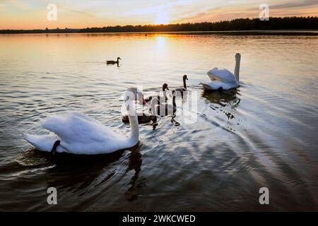 Two adult swans with cubs on the lake at sunset Stock Photo