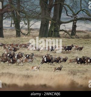 European Mouflons (Ovis orientalis musimon), shy, full herd, huge flock, running, fleeing, through open land, typical habitat, Europe. Stock Photo