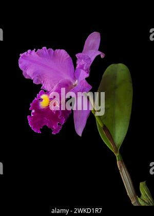 Closeup vertical view of spectacular bright purple pink and golden yellow cattleya hybrid orchid flower isolated on black background Stock Photo