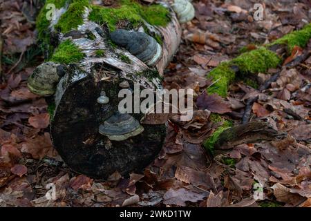 Conk fungi growing on a moss covered log in the forest Stock Photo