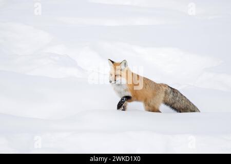 Fuchs / Rotfuchs  Vulpes vulpes im Winter, läuft durch tiefen Schnee, sucht sich seinen Weg durch hhohen Schnee. *** American Red Fox  Vulpes vulpes fulva  in winter, running through deep snow, Yellowstone NP, Wyoming, USA. Montana Nordamerika, Vereinigte Staaten von Amerika Stock Photo