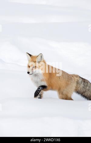 Fuchs / Rotfuchs  Vulpes vulpes im Winter, läuft durch tiefen Schnee, sucht sich seinen Weg durch hhohen Schnee. *** American Red Fox  Vulpes vulpes fulva  in winter, running through deep snow, Yellowstone NP, Wyoming, USA. Montana Nordamerika, Vereinigte Staaten von Amerika Stock Photo