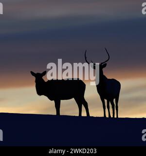 Hirsche, Wapitis  Cervus canadensis , nordamerikanische Hirsche, Paar auf einem kleinen Anhöhe, Kuppe, Silhouette gegen Abendhimmel nach Sonnenuntergang, ein Tag geht zu Ende, Gegenlichtaufnahme, Yellowstone NP, Wyoming,USA. *** Elks / Wapitis  Cervus canadensis , pair in winter, standing on a little hill, knoll, silhouetted against nice evening sky, backlight shot, Yellowstone NP, Wyoming,USA. Wyoming Nordamerika, Vereinigte Staaten von Amerika Stock Photo