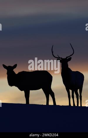 Hirsche, Wapitis  Cervus canadensis , nordamerikanische Hirsche, Paar auf einem kleinen Anhöhe, Kuppe, Silhouette gegen Abendhimmel nach Sonnenuntergang, ein Tag geht zu Ende, Gegenlichtaufnahme, Yellowstone NP, Wyoming,USA. *** Elks / Wapitis  Cervus canadensis , pair in winter, standing on a little hill, knoll, silhouetted against nice evening sky, backlight shot, Yellowstone NP, Wyoming,USA. Wyoming Nordamerika, Vereinigte Staaten von Amerika Stock Photo