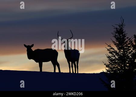 Hirsche, Wapitis  Cervus canadensis , nordamerikanische Hirsche, Paar auf einem kleinen Anhöhe, Kuppe, Silhouette gegen Abendhimmel nach Sonnenuntergang, ein Tag geht zu Ende, Gegenlichtaufnahme, Yellowstone NP, Wyoming,USA. *** Elks / Wapitis  Cervus canadensis , pair in winter, standing on a little hill, knoll, silhouetted against nice evening sky, backlight shot, Yellowstone NP, Wyoming,USA. Wyoming Nordamerika, Vereinigte Staaten von Amerika Stock Photo