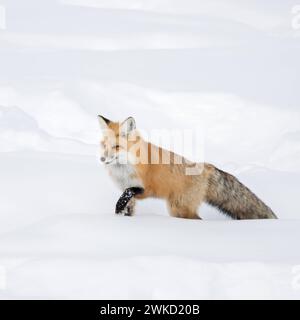 Fuchs / Rotfuchs  Vulpes vulpes im Winter, läuft durch tiefen Schnee, sucht sich seinen Weg durch hhohen Schnee. *** American Red Fox  Vulpes vulpes fulva  in winter, running through deep snow, Yellowstone NP, Wyoming, USA. Montana Nordamerika, Vereinigte Staaten von Amerika Stock Photo