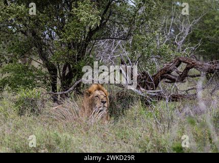 Big beautiful African lion in natural habitat, wild nature, lies resting in green grass bushes. Safari in South Africa savannah. Animals wallpaper wil Stock Photo