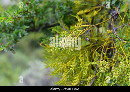 Farolito chino (Misodendrum punctulatum) is an hemiparasite shrub ...