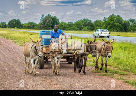 african man in the village driving a cart with four donkeys on the tarred road he is caring few drums with water for the villagers Stock Photo