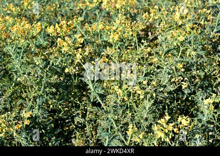 Tomatillo (Solanum chilense or Lycopersicon chilense) is a perennial herb native to Andes Mountains of Chile and Peru. This photo was taken in Lauca N Stock Photo